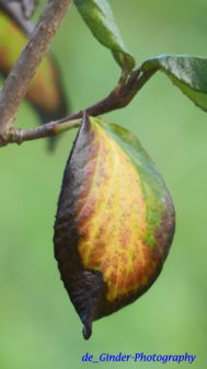 Herbstimpressionen