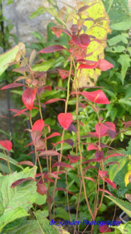 Herbstimpressionen
