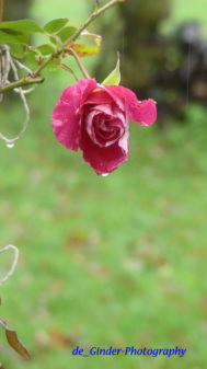 Rose im Regen