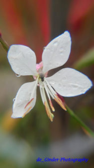 Eine Blüte im Regen