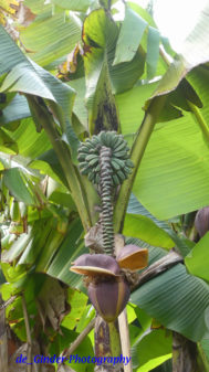 Bananenstaude