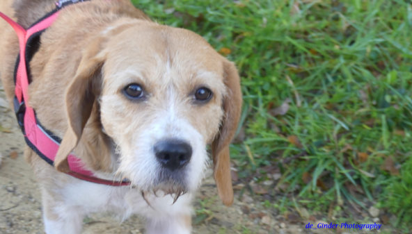 Ein bretonischer Hund