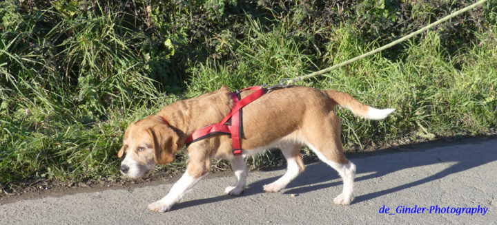 Ein bretonischer Hund