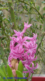 Hyazinthe