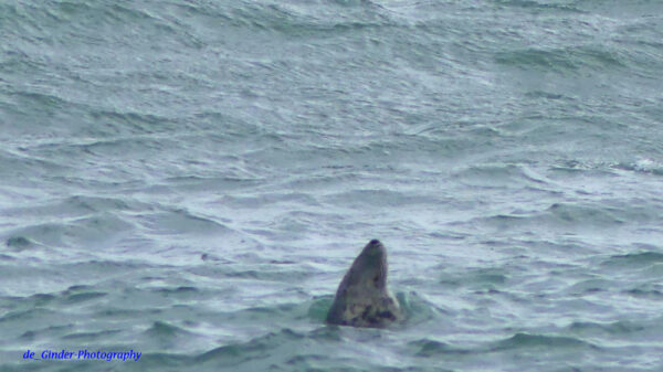 Foque in der Baie d'Audierne