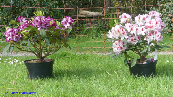 Rhododendron