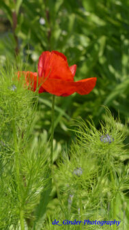 Mohn