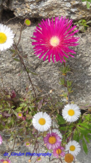 Fleurs à Pont Croix