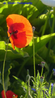 Mohn