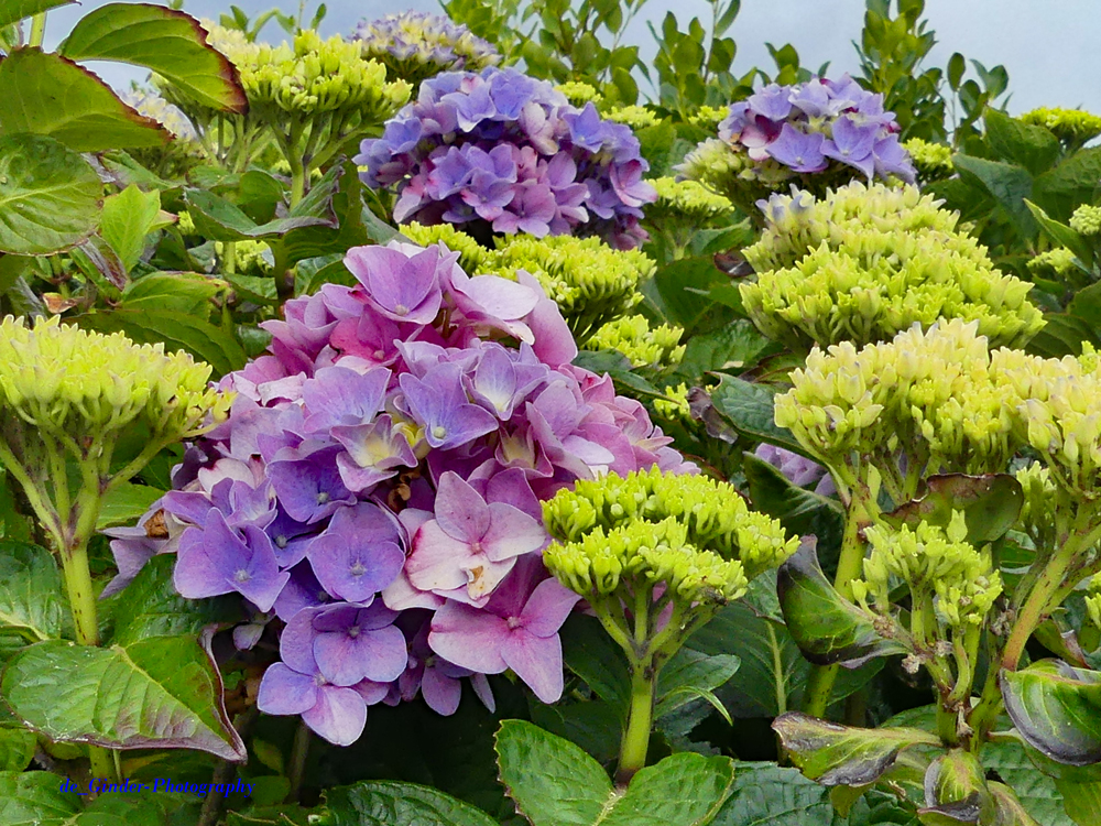 Hortensien-Blüten