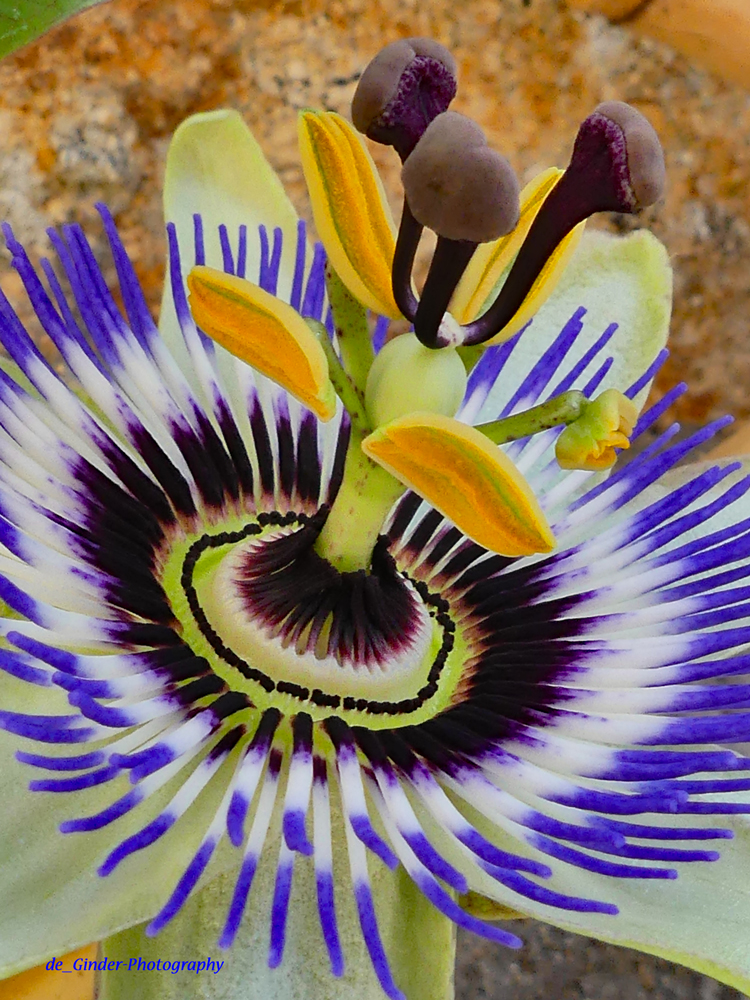 Passions-Blüte