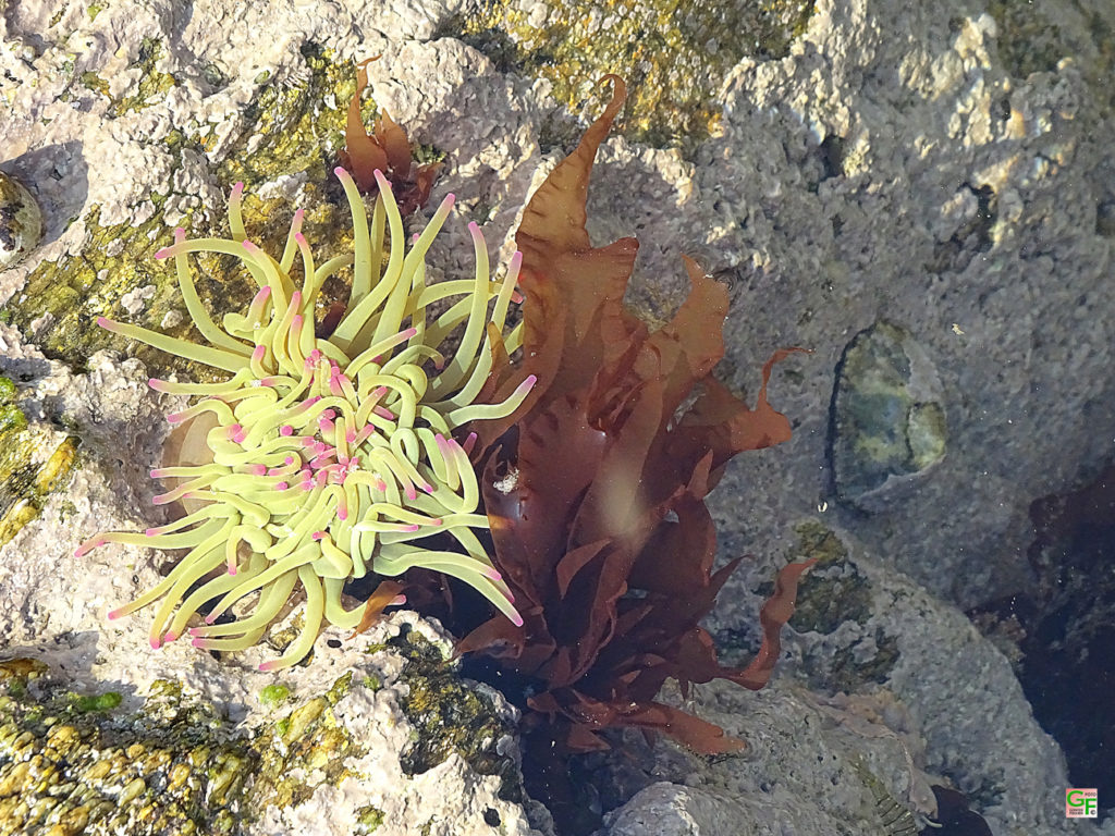 Anemone