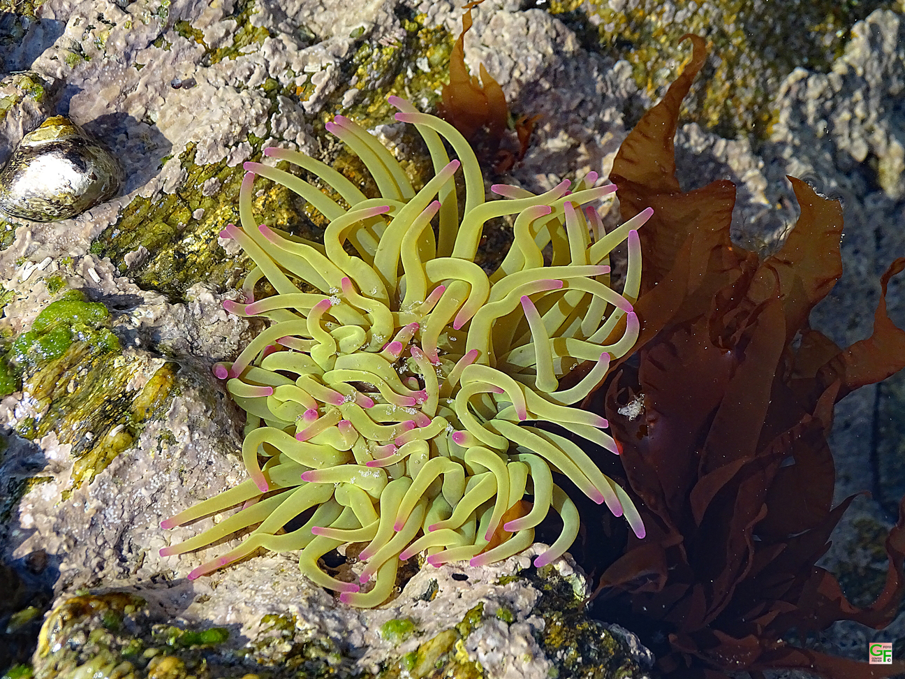 Anemone