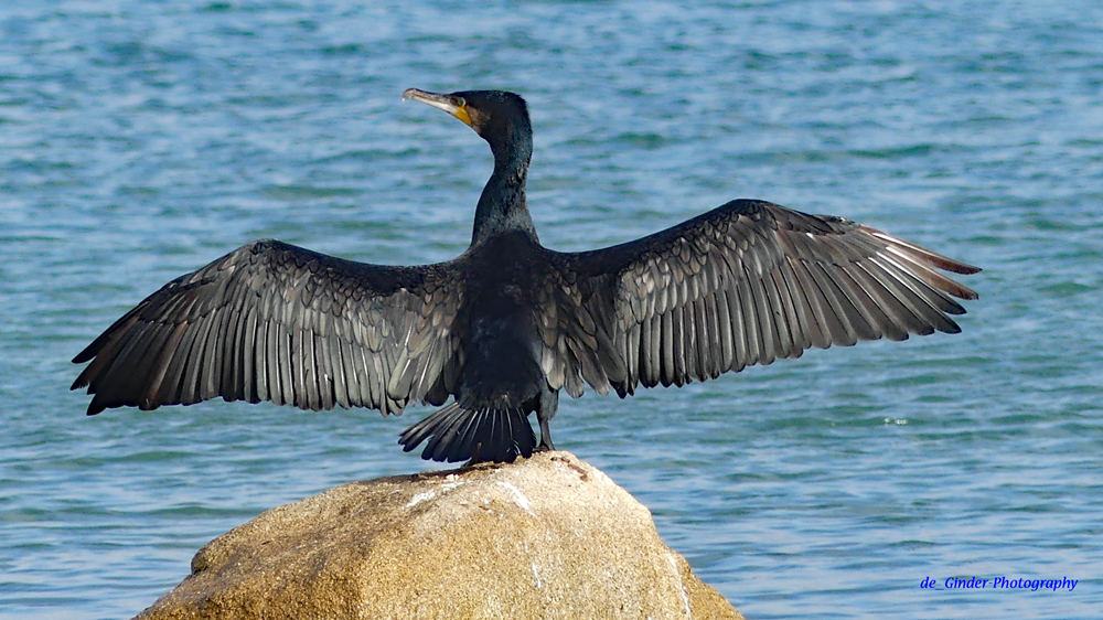 Kormoran