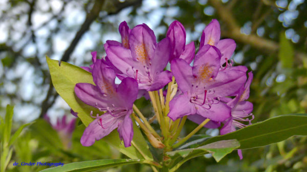 Rhododendren-Blüte