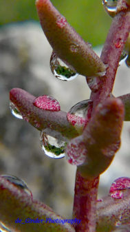 Regentropfen