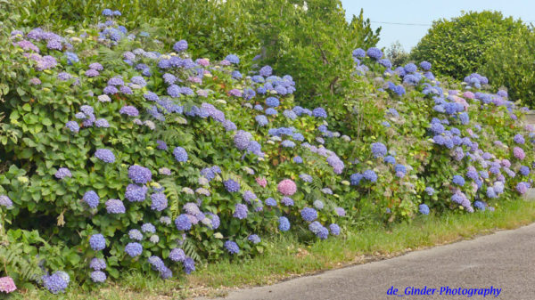 Hortensien