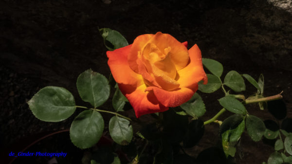 Eine Rose im Garten