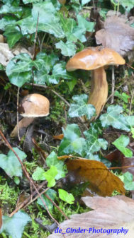 Steinpilz