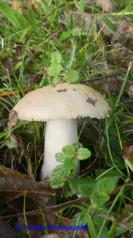 Pilze auf Cap Sizun