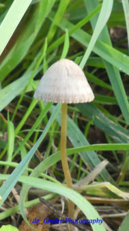 Pilze auf Cap Sizun