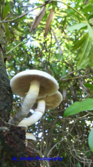 Pilze in Audierne