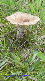 Pilze in Audierne