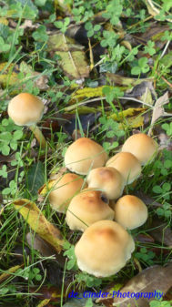 Pilze in Audierne