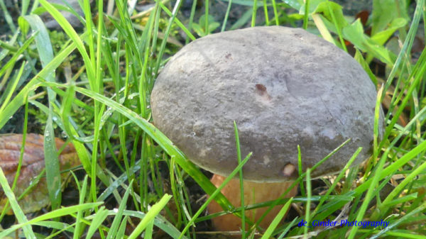 Pilze in Audierne