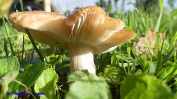 Pilze in Audierne