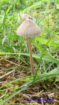 Mini-Pilz in Audierne