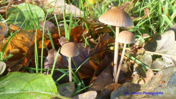 Pilze auf Cap Sizun